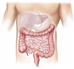 Human large intestines