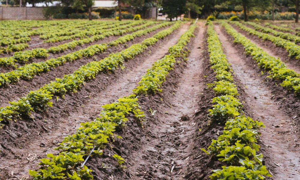 Which technology will help farmers most