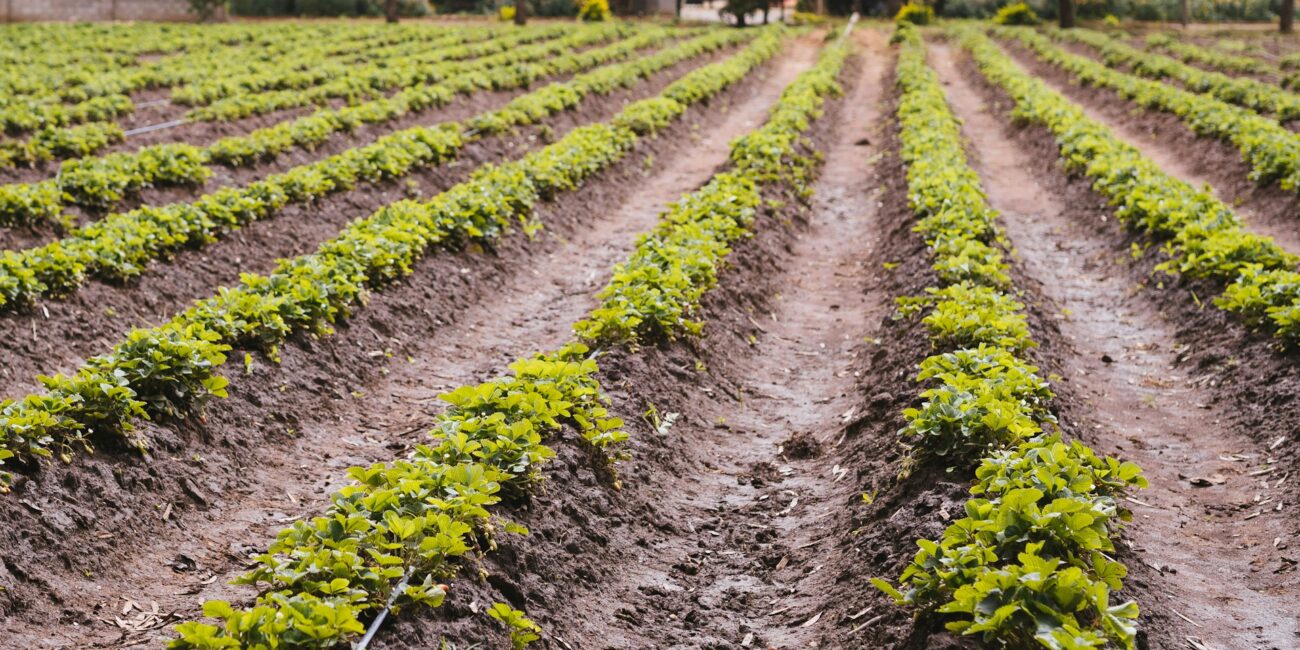 Which technology will help farmers most