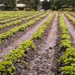 Which technology will help farmers most